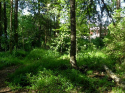 Волгоградские чиновники хотят отдать в частные руки лес у берегов Дона