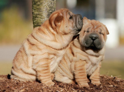 Львам – крупных собак, а Рыбам – аквариумных рыбок: какие домашние животные подходят к каким знакам зодиака