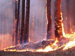 В Волгоградском регионе продлили запрет на посещение лесов до августа