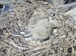 Волгоградец остался без автомобиля из-за гнезда с птенцами в двигателе