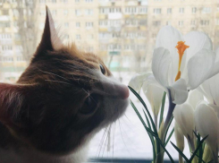 Качели в 26 градусов: какая погода ждет волгоградцев в ближайшие две недели