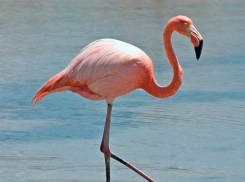 Очевидцы сняли на Волге розового фламинго, обреченного на гибель 