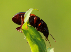 Жужелица-вегетарианец ест хлеб под снегом в Волгоградских полях