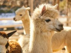 Альпаки поселятся до конца декабря в волгоградском ЦПКиО