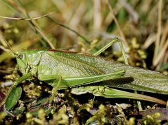 Тысячи саранчи снял на видео блогер в полях под Волгоградом