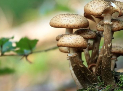 Волгоградцам рассказали, как не отравиться грибами