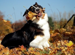 Солнце и тепло: волгоградцы наслаждаются бабьим летом 
