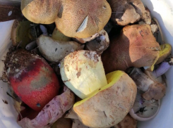 Какие грибы не сочетаются с алкоголем рассказали волгоградцам в облздраве