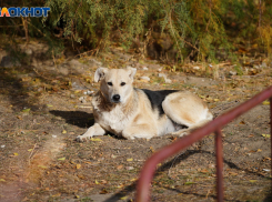 Бродячие собаки искусали лицо 4-летней девочке в Волгоградской области