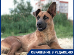 В Волгограде собака умирала мучительной смертью на глазах у детей: дворнягу отравили