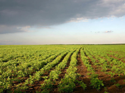 Под Волгоградом у должника изъяли ГАЗель прямо с овощного поля