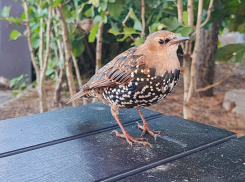 В Волгоградской области установили на ЛЭП защиту для перелетных птиц