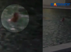 Заплыв мужчины в Озере слез на Мамаевом кургане попал на видео 