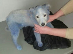 «Добрые» волжане окунули в краску маленького щенка: у собаки сильная интоксикация