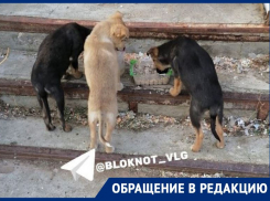 За 5 дней сгорели все: неизвестные расправились с щенками под Волгоградом