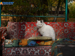 Перепад температуры в 19 градусов ожидает волгоградцев