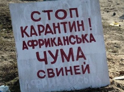 Африканская чума свиней продолжает распространяться по Волгоградской области