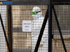 Новая психологическая отметка: в Волгоградской области число заражённых COVID-19 перевалило за 130 тысяч