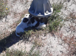 «Мамаши беременные бегают, а щенков они забирают»: волонтер из Волгограда рассказала, как в Горпитомнике усугубляют проблему бродячих собак