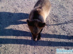 В Волгограде по улице гуляет живой медведь