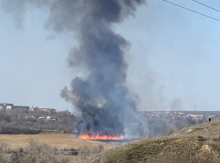 Пойму в Волгограде подожгли несмотря на сотни просьб людей спасти от смерти зайцев и лис