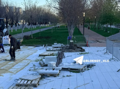 «Выкорчевали и распилили»: клон Сталинградского тополя пропал у Мамаева кургана 