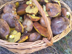 Под Волгоградом нашли гриб весом около 3 килограммов