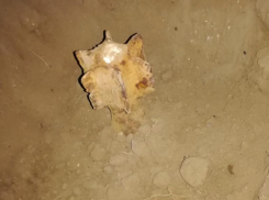 На минометную мину у себя в огороде наткнулся житель Волгоградской области