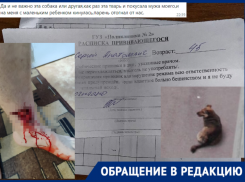 «Собака за убийство срок не получит, а мы – да»: волгоградцы вооружились петардами из-за бездомных животных