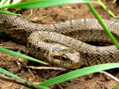 Жители Волгограда массово истребляют узорчатого полоза, принимая его за гадюку 