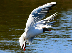 Каспийская крачка рискует навсегда исчезнуть из Волгоградской области