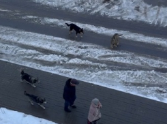 Волгоградцы из Родниковой долины выступили против подкармливания собачьих стай