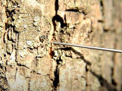 Полсотни деревьев вырубили на набережной в Волгограде