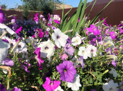 Как пищевая сода может спасти сады и огороды волгоградцев