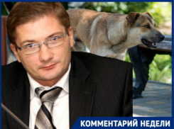 Волгоградский политолог предсказал последствия узаконенной эвтаназии собак