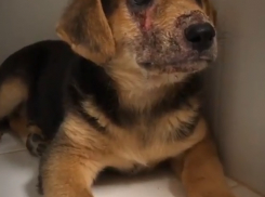 Не умел улыбаться: клещи разъели морду щенку в Волгоградской области 