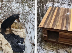 Будку построили Хатико из Волгограда, ютившейся на куртке умершего хозяина  