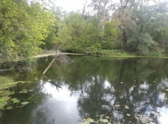 Переменная облачность, дождь и гроза: середина августа наступила в Волгограде