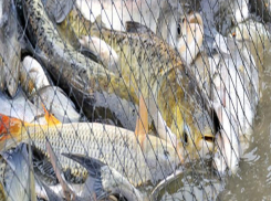 Под Волгоградом браконьера оштрафовали на 300 тысяч рублей