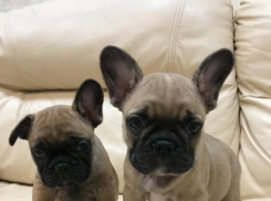 Ищете себе друга? Мимо них невозможно пройти