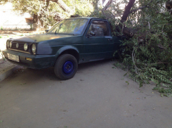 Треснувшее дерево едва не покалечило жителей центра Волгограда