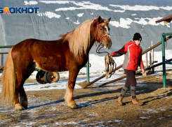 Волгоградцев призывают защитить «Сосновый бор» от сноса на пикетах
