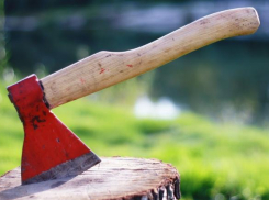 Чиновники хотят вырубить в Волгограде деревья на площади 12 тысяч квадратных метров