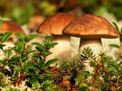 Во время сбора грибов женщина обнаружила череп  в лесополосе под Волгоградом