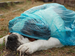 Дожди возвращаются в Волгоград