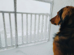 Снежными зернами завалит морозный Волгоград