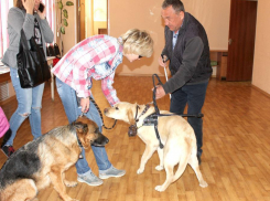 В Волгограде собаки-поводыри стоят более 100 тысяч