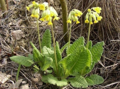 Под Волгоградом «поселились» необычные для региона растения
