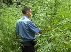 Под Волгоградом уничтожили 250 килограмм наркотиков