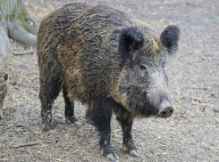  Кабана сбила Audi A4 на трассе под Волгоградом: водитель и 5-летняя девочка в больнице